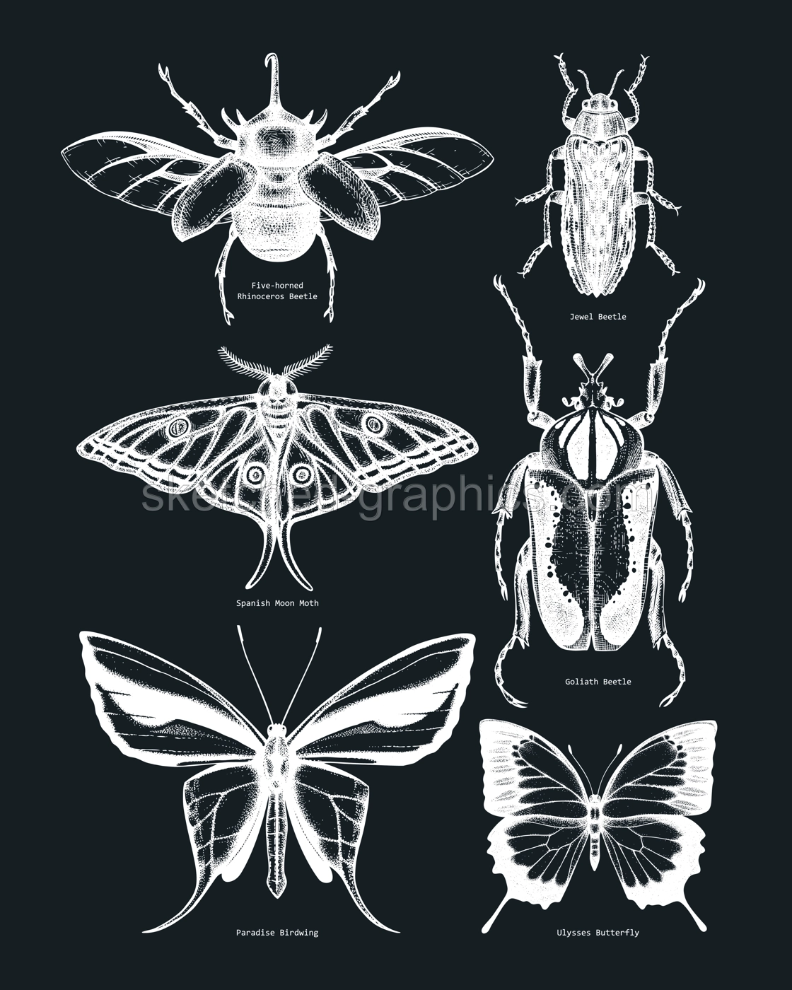 Vector collection of high detailed insects sketches. Hand-sketched beetles and butterflies illustrations on chalkboard. Entomological hand-drawings. Vintage insects in sketched style print Illustration